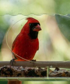 Large Clear Window Bird Feeder - Extended House with Strong Suction Cups - Steel Perch Sliding Feed Seed Tray - See Through Transparent Big Birdhouse - Wild Finch, Cardinal, Blue Jay - Cool Cat Gift 81 71yb1ot1vsL
