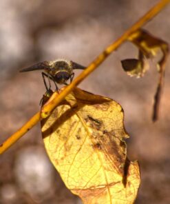 Nikon AF-S DX NIKKOR 55-300mm f/4.5-5.6G ED Vibration Reduction Zoom Lens with Auto Focus for Nikon DSLR Cameras Lens Only 26 71yjb52Bj5L