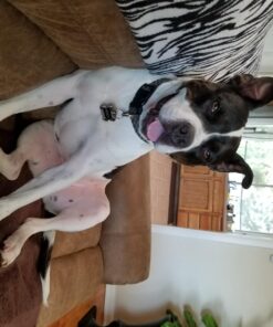 Jerky Treats Tender Beef Strips Dog Snacks 3.75 Pound (Pack of 1) 18 71yn4WktF2L