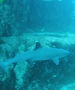 Fujifilm FinePix XP80 Waterproof Digital Camera with 2.7-Inch LCD (Yellow) Yellow 71 71ynAx83qeL