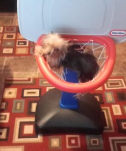 SKLZ Pro Mini Basketball Hoop Standard 42 71ynl8FgzwL