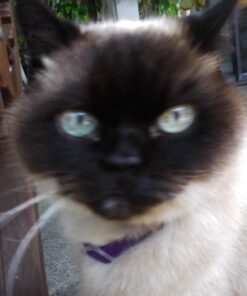 Halo Adult Wet Cat Food, Grain Free, Chicken Stew 5.5oz Can (Pack of 12) 5.5 Ounce (Pack of 12) 17 71yp2 DqFML