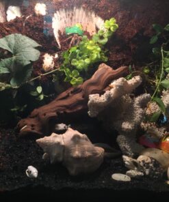 Great Stuff 283064 12OZ GS Pond&Stone Foam Sealant, Each, Black Pond & Stone 54 71yqRLr2LUL