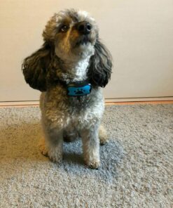 StopWoof Dog Bark Collar - Humane Care Modes, Vibration & Sound - No Shock Training Device For Small, Medium, Large Breeds - No Harm Deterrent Vibrating Control - Reflective & Automatic Without Remote 31 71yqV8AuTUL