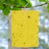 BestTrap ST2035 Sticky Traps, Flying Traps for Fruit Fly, Fungus Gnats, Aphids, Other Flying Insects, 6x8 Inch, 20 Pack - Yellow 12 71ys5JLGldL