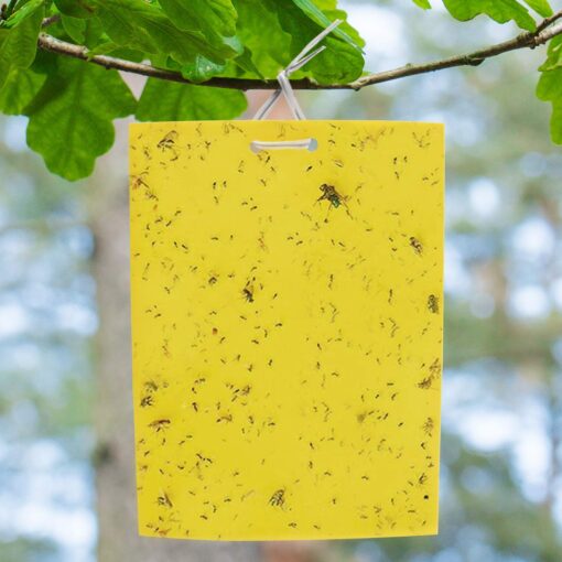 BestTrap ST2035 Sticky Traps, Flying Traps for Fruit Fly, Fungus Gnats, Aphids, Other Flying Insects, 6x8 Inch, 20 Pack - Yellow