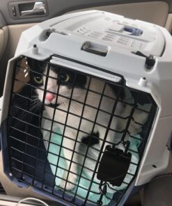 Amazon Basics - 2-Door Top-Load Hard-Sided Dogs, Cats Pet Travel Carrier, Gray & Blue, 22.8"L x 15.0"W x 13.0"H Two-Door Top-Load 82 71yvwI5wAL 1