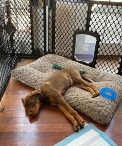 MidWest Homes for Pets Deluxe Dog Beds | Super Plush Dog & Cat Beds Ideal for Dog Crates | Machine Wash & Dryer Friendly, 1-Year Warranty Mocha 36-Inch 27 71ywZxrmzML 1