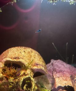 Blue Velvet Shrimp - Live Shrimp for Freshwater Aquariums or Tanks - Live Arrival Guarantee (10 Shrimp) 10 Shrimp 30 71z PjYgUxL