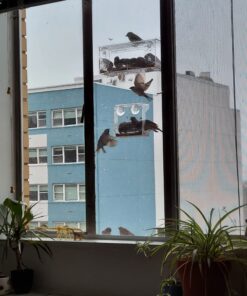 Wild Birds of Joy Window Bird Feeder with 4 Super Strong Suction Cups & Sliding Seed Tray, Large, Clear Acrylic, Easy Clean, Outdoor Bird Feeders, Outside View Up Close of Finch, Cardinal and Blue Jay 45 71z288TxhhL