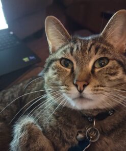 SHEBA PERFECT PORTIONS Paté Adult Wet Cat Food Trays (24 Count, 48 Servings), Savory Chicken and Roasted Turkey Entrée, Easy Peel Twin-Pack Trays 1.32 Ounce (Pack of 24) 35 71z3CzLvbML