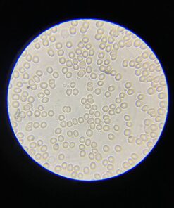 AmScope M150C-I 40X-1000X All-Metal Optical Glass Lenses Cordless LED Student Biological Compound Microscope 53 71z6uw2AcL