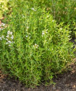 Common Thyme Seeds for Planting, 1000+ Seeds Per Packet, (Isla's Garden Seeds), Non GMO & Heirloom Seeds, Botanical Name: Thymus vulgaris, Great Herb Garden Seeds 12 71z7GLufYmL