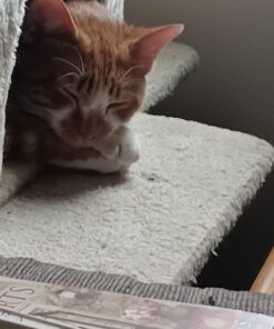 Purina Cat Chow Naturals With Added Vitamins, Minerals and Nutrients Dry Cat Food, Naturals Original - 13 lb. Bag Chicken & Salmon 13.00 Pound (Pack of 1) 47 71z8YLTgCZL