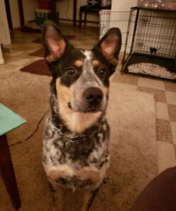 Pettom Dog Prong Collar Training Chain Collar Pet Choke Pinch Training Collar Adjustable for Pitbulls (S 22.6inch) S 18.3inch 19 71zDVfqKc5L