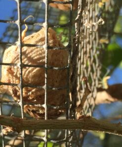 Praying Mantis (5) Egg Cases with Habitat Cup- 5 Egg Cases & 1,500 Live Ladybugs 42 71zEA4CZOPL 1