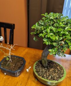 Brussel's Live Chinese Elm Outdoor Bonsai Tree - 5 Years Old; 6" to 8" Tall with Decorative Container Small CERAMIC POT 71 71zEMNvUZLL