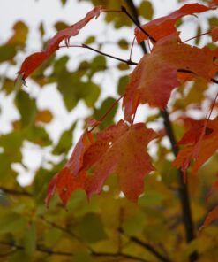 Pentax D FA 28-105mm F3.5-5.6ED DC WR HD Lens (Black) DFA 28-105mm F3.5-5.6 36 71zEQ8bT0L