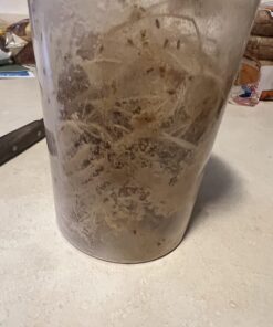 Josh's Frogs Producing Wingless Drosophila Melanogaster Fruit Fly Culture 30 71zHF4nEiPL 1