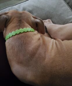 Arava Flea & Tick Collar - for Dogs & Puppies - Length-22'' - 11 Natural Active Ingredients - Safe for Babies & Pets - Enhanced Control & Defense 26 71zIkex7lL