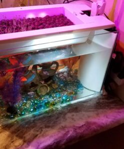 Organic Lettuce Seeds, APPR. 1,100, Lettuce Blend, Heirloom Vegetable Seeds, Certified Organic, Non GMO, Non Hybrid, USA 25 71zJeBWf45L