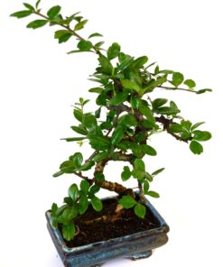 Alternative view of 9GreenBox - Fukien Tea Bonsai with 6" Ceramic Pot Style 5