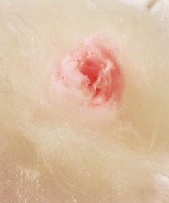 Nostalgia Vintage Hard and Sugar Free Countertop Original Cotton Candy Maker, Includes 2 Reusable Cones And Scoop – Pink, Main 39 71zKQw gVL