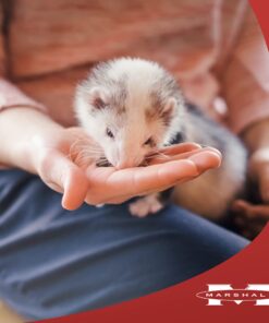 Marshall Pet Products Natural Complete Nutrition Premium Ferret Diet Food with Real Chicken Protein, Highly Digestible, 4 lbs 4 Pound (Pack of 1) 11 71zL Q25sQL