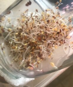 Todd's Seeds® Broccoli and Friends Sprouting Seed Mix, One Pound 31 71zV3TwgFBL