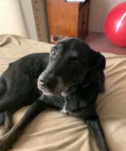 Ancestral Supplements Grass Fed Beef Kidney Supplement, 3000mg, DAO Enzyme Supplement, Kidney Support for Urinary and Histamine Health, Selenium, B12, Non GMO, 180 Capsules 180 Count (Pack of 1) 30 71zV7gfGgAL