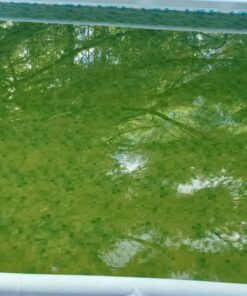 CuLator Metal Eliminator & Stain Preventer for Pools & Spas PowerPak 1.0 1-Pack 39 71zXUF6c7pL