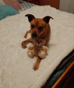 Chanasya Premium Solid Faux Long Fur Throw Blanket - Soft, Fuzzy Throw Blanket - for Bed or Couch - 50" x 65” - White 50x65 Inches A(white) 33 71zXhOjeEsL