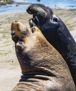 Sigma 1.4x Teleconverter TC-1401 for Nikon Nikon SLR Mount 22 71za81vGIbL 1