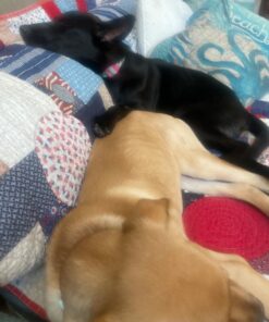 Wondercide - Flea, Tick & Mosquito Spray for Dogs, Cats, and Home - Control, Prevention, Treatment - with Natural Essential Oils - Pet and Family Safe - Peppermint 16 oz 25 71zaJ78MStL