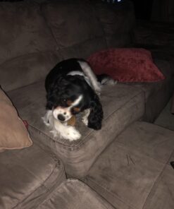 Pawstruck Natural Cow Hooves for Dogs - Made in The USA Long Lasting Beef Hoof Dental Treat Chews - No Artificial Preservatives - 10 Count - Packaging May Vary 54 71zdL7PD85L