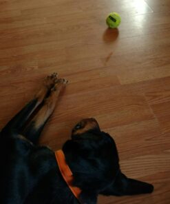 SqueakAir Ball Large Large (Pack of 1) Standard Packaging 34 71zjIQPZIL