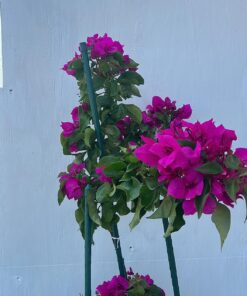 Scotts Super Bloom Water Soluble Plant Food, 2 lb - NPK 12-55-6 - Fertilizer for Outdoor Flowers, Fruiting Plants, Containers and Bed Areas - Feeds Plants Instantly 47 71zljWsMaIL