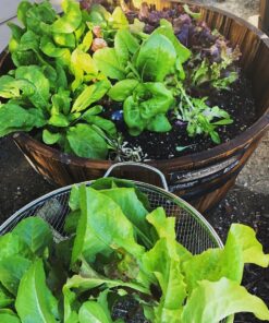 7 Varieties of Leafy Power Green Organic Seeds, Non-GMO Seeds for Planting, Heirloom Seeds - Spinach Seeds, Arugula, Kale, Lolla Rossa Lettuce Seeds, Buttercrunch, Gourmet Mix Lettuce, Swiss Chard 48 71zn2 tz1xL