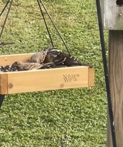Nature's Way Bird Products CWF3 Cedar Platform Tray Bird Feeder 12" x 12" 12" x 12" 31 71zn32StnL