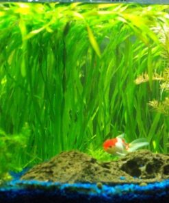 Jungle Vallisneria Rooted Plants 15-20 inches Tall - Easy Background Aquarium Plants 23 71zrykYWl2L