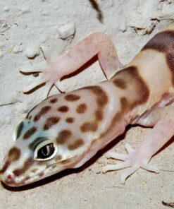 EATON J T 844 4PK Crick/Spid GlueTrap 35 71ztFFNN0LL