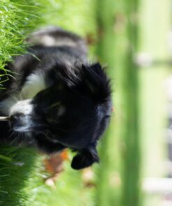 Fotasy Manual EF EFS Lens to E Mount Adapter, EF E Mount, EF Adapter to E Mount, Adapter for Cannon EF lense, Compatible with Sony a7 a7r a7s a7 II III IV a9 a9II a7c aplha 1 a6600 a6500 a6400 a6300 Canon EF - E-Mount 40 71ztztvkGnL