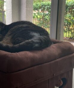 MidWest Homes for Pets 137-BR 'The Original' Curious Cat Cube, Cat House / Cat Condo in Brown Faux Suede & Synthetic Sheepskin Brown Single Story 41 71zuexAzPYL