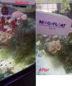 Gulfstream Tropical AGU00400 Mag-Float Glass with Scraper, Large 3 71zydi3CxmL