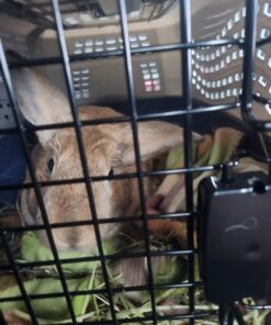 Amazon Basics - 2-Door Top-Load Hard-Sided Dogs, Cats Pet Travel Carrier, Gray & Blue, 22.8"L x 15.0"W x 13.0"H Two-Door Top-Load 79 71zys29qHL 1