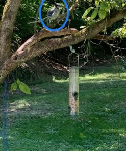 12 Inches Tube Bird Feeders for Outdoors Hanging, 4 Feeding Ports, Hard Plastic Bird Feeder Outdoor Weatherproof and 4 Inch Steel Hanger, Wild Bird Feeders, Finch Feeder, Bird Feeders Outside Hanging 1 4 Ports 36 81 18 8FOL