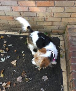 Maxshop Dog Grooming Kit, Low Noise Rechargeable Dogs Shaver Clippers Electric Quiet Dog Hair Trimmer for Dogs and Cats with Comb Guides Scissors Nail Kits (Gold Black) Gold Black 78 81 1BK5teYL