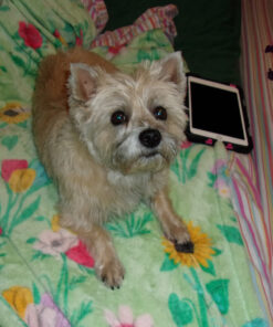 Kodak PIXPRO Friendly Zoom FZ43-RD 16MP Digital Camera with 4X Optical Zoom and 2.7" LCD Screen (Red) Red 15 81 2uWuKpZL