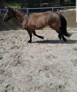 AniMed Pure MSM Supplement for Horses, 1-Pound… 1lb 11 81 4N86rQ7L