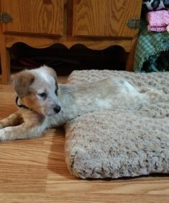 MidWest Homes for Pets Deluxe Dog Beds | Super Plush Dog & Cat Beds Ideal for Dog Crates | Machine Wash & Dryer Friendly, 1-Year Warranty Mocha 36-Inch 23 81 4YgAenML